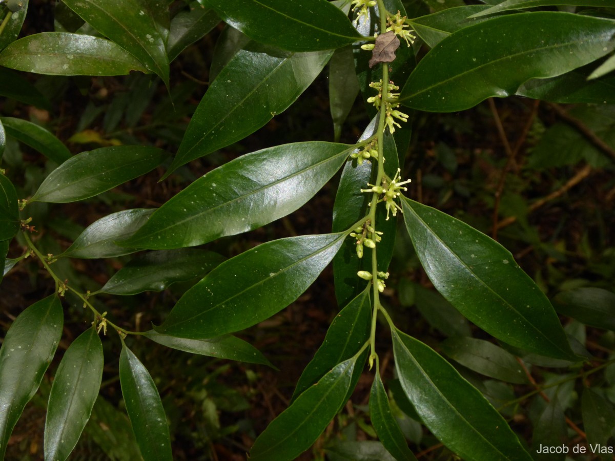 Sarcococca zeylanica Baill.